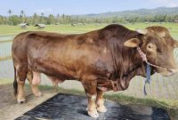 Gambar ilustrasi seekor sapi