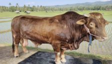 Gambar ilustrasi seekor sapi