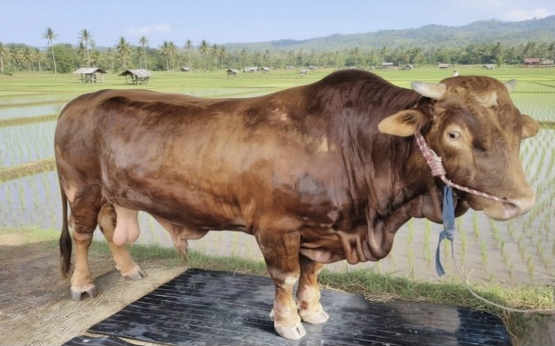 Gambar ilustrasi seekor sapi