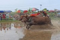 Foto : Ivent sapi brujul kota Probolinggo yang digelar setiap tahun / bolinggoNews.com