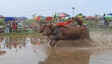 Foto : Ivent sapi brujul kota Probolinggo yang digelar setiap tahun / bolinggoNews.com
