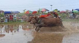 Foto : Ivent sapi brujul kota Probolinggo yang digelar setiap tahun / bolinggoNews.com