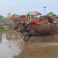 Foto : Ivent sapi brujul kota Probolinggo yang digelar setiap tahun / bolinggoNews.com