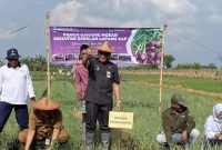 Walikota Probolinggo saat ikut panen bawang merah