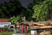 Beberapa warga saat melihat pohon tumbang