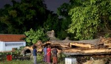 Beberapa warga saat melihat pohon tumbang