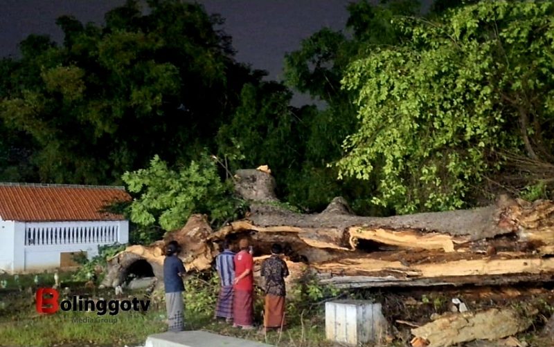 Beberapa warga saat melihat pohon tumbang
