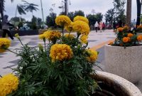 Bunga Tembelekan yang berada di Alun- alun kota Probolinggo