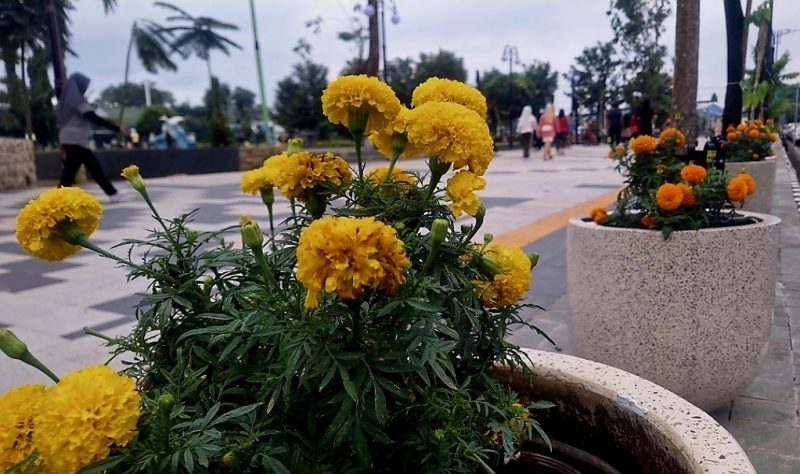 Bunga Tembelekan yang berada di Alun- alun kota Probolinggo